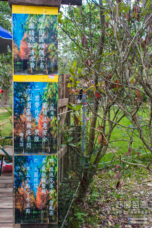 鈺展苗圃【花蓮景點】|壽豐東華大學附近的落羽松私人秘境；台九線旁的超人氣景點
