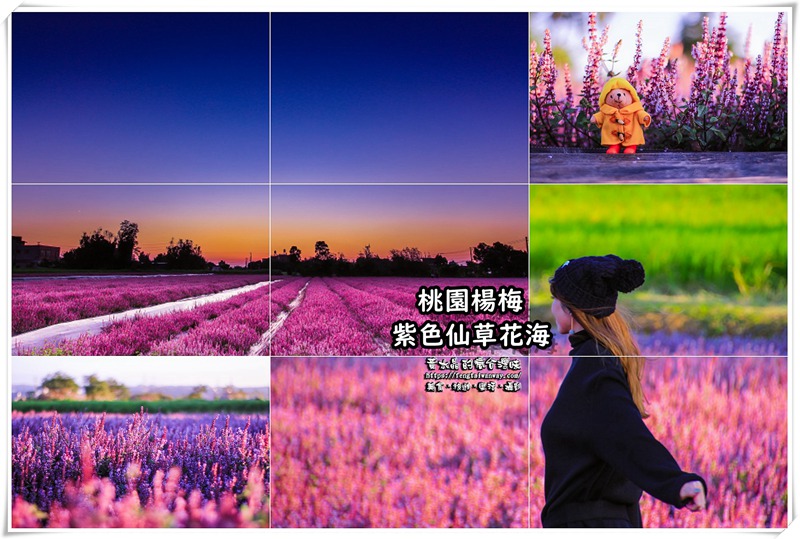【桃園市全區賞花景點懶人包】讓“黃水晶”告訴你桃園有多美;愛在桃園、美也在桃園 @黃水晶的瘋台灣味 【桃園市全區賞花景點懶人包】讓“黃水晶”告訴你桃園有多美;愛在桃園、美也在桃園 @黃水晶的瘋台灣味