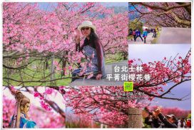 平菁街櫻花巷【士林景點】|2024陽明山櫻花季超人氣網美景點附公車資訊 5 平菁街櫻花巷【士林景點】|2024陽明山櫻花季超人氣網美景點附公車資訊