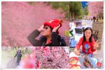 武陵農場櫻花季露營二日遊【台中景點】|綿延三公里的粉紅浪漫遊園攻略；首露空中帳篷輕鬆免搭帳(附交通及活動資訊) @黃水晶的瘋台灣味