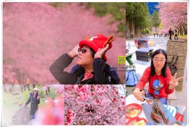 武陵農場櫻花季露營二日遊【台中景點】|綿延三公里的粉紅浪漫遊園攻略；首露空中帳篷輕鬆免搭帳(附交通及活動資訊)