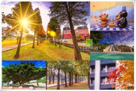 玉山公園【桃園景點】|桃園監理站旁賞落羽松景點還有台灣黑熊溜滑梯可玩耍