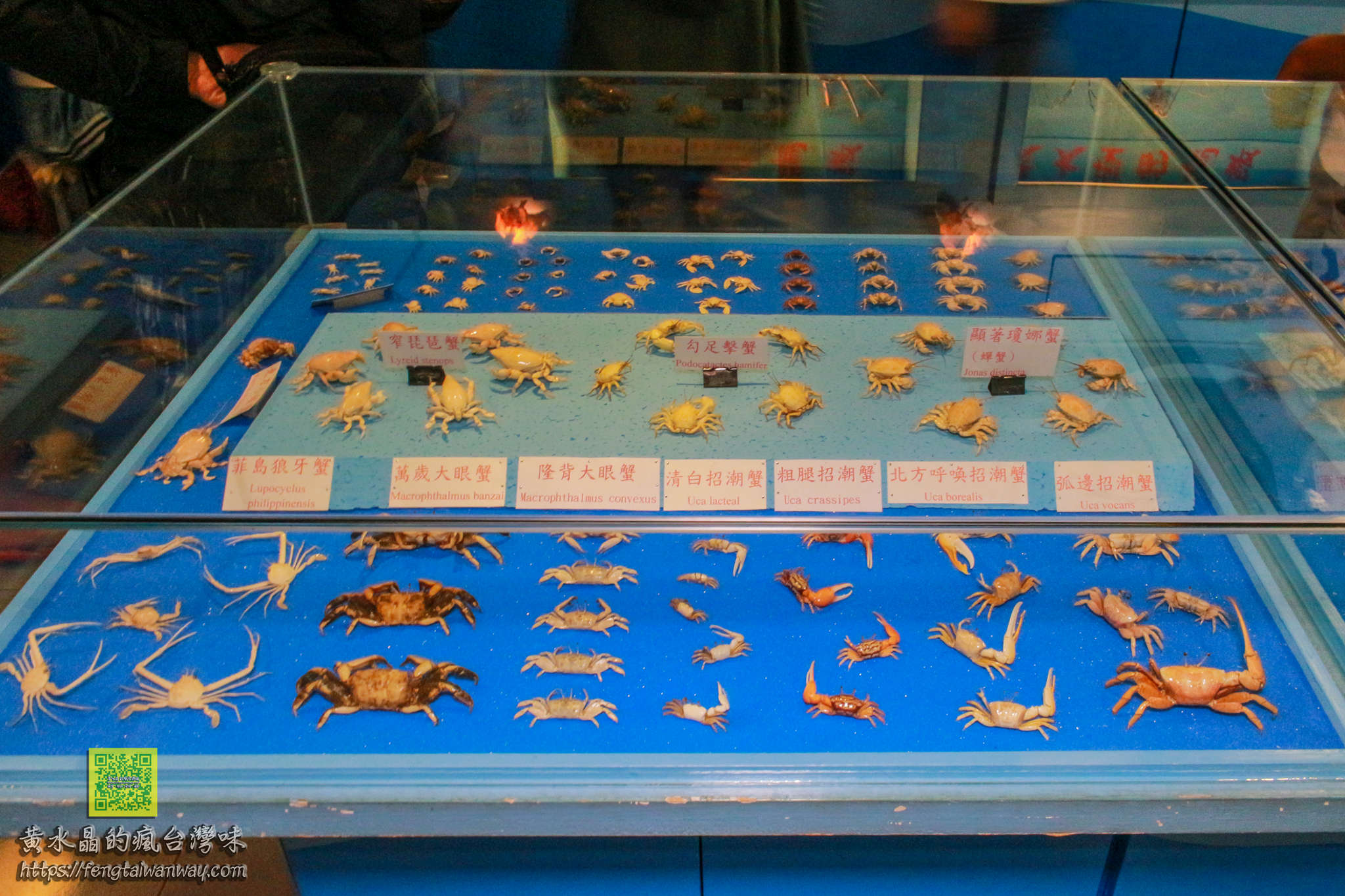 竹灣螃蟹博物館【澎湖景點】|西嶼鄉親子景點；約莫四百種來自世界各地的螃蟹蝦子活體及標本