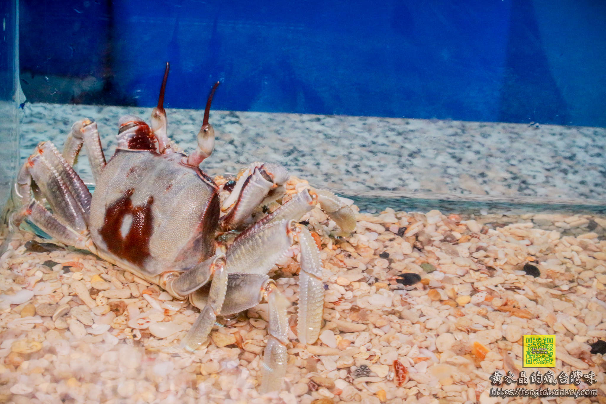 竹灣螃蟹博物館【澎湖景點】|西嶼鄉親子景點；約莫四百種來自世界各地的螃蟹蝦子活體及標本