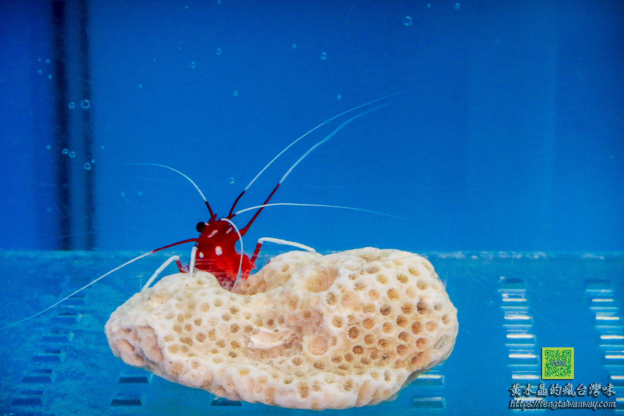 竹灣螃蟹博物館【澎湖景點】|西嶼親子景點；四百種來自世界各地的螃蟹蝦子活體及標本