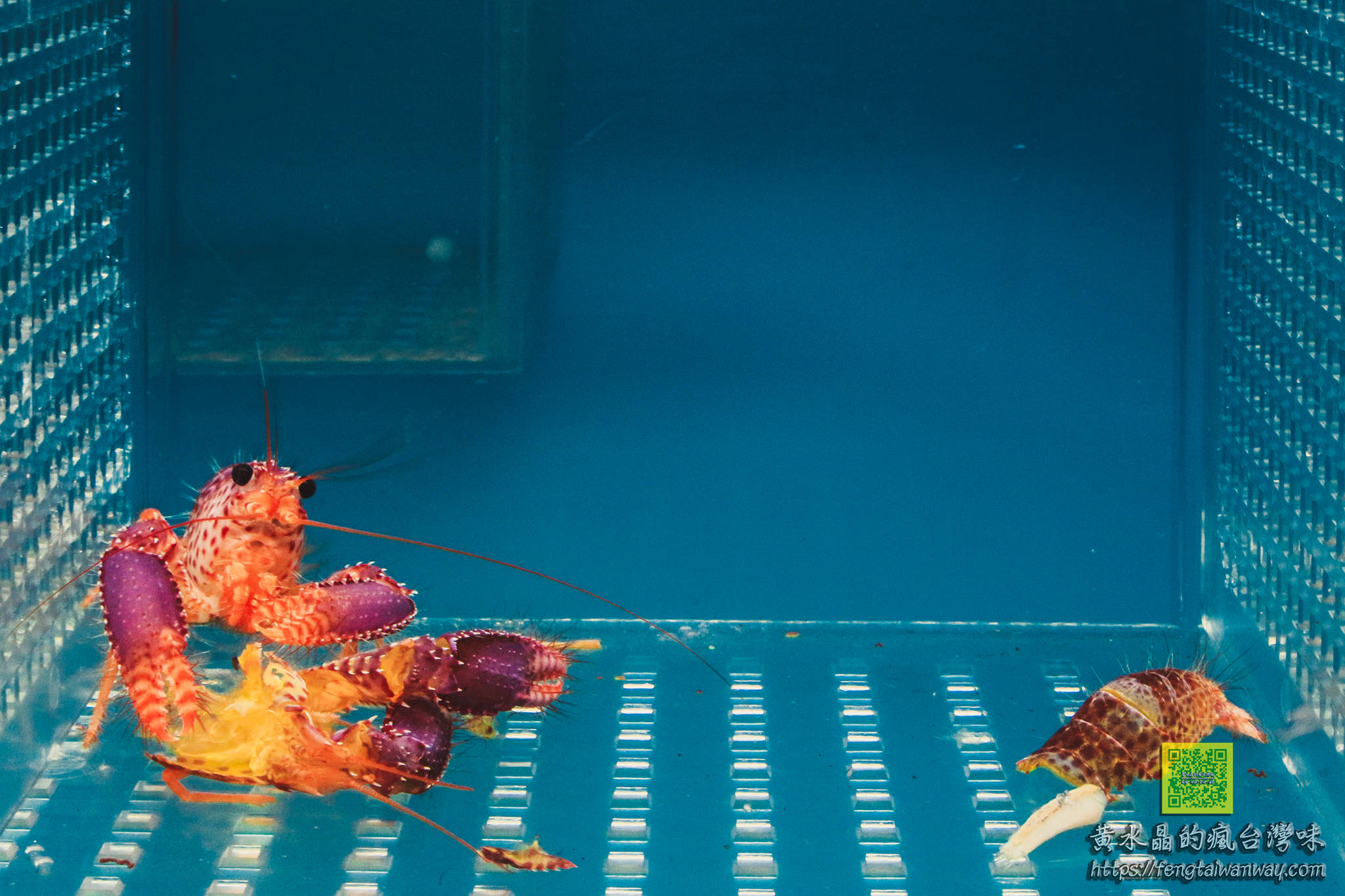 竹灣螃蟹博物館【澎湖景點】|西嶼親子景點；四百種來自世界各地的螃蟹蝦子活體及標本