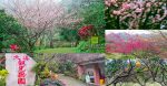 大溪觀光果園【大溪景點】|桃園賞櫻花採水果景點；必須通過國軍彈藥庫的秘境 @黃水晶的瘋台灣味