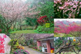 大溪觀光果園【大溪景點】|桃園賞櫻花採水果景點；必須通過國軍彈藥庫的秘境