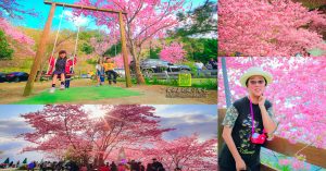 拉拉山恩愛農場櫻花季【桃園景點】|復興拉拉山海拔1600公尺的必拍粉紅千島櫻櫻吹雪；MIT台灣誌麥導演推薦 @黃水晶的瘋台灣味