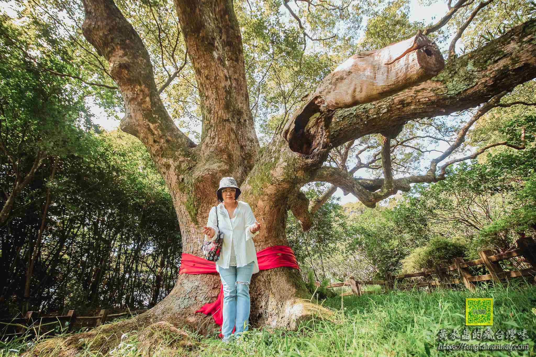 樟樹公（樹王公）【楊梅景點】｜750歲老樟樹開車容易到達的神木秘境