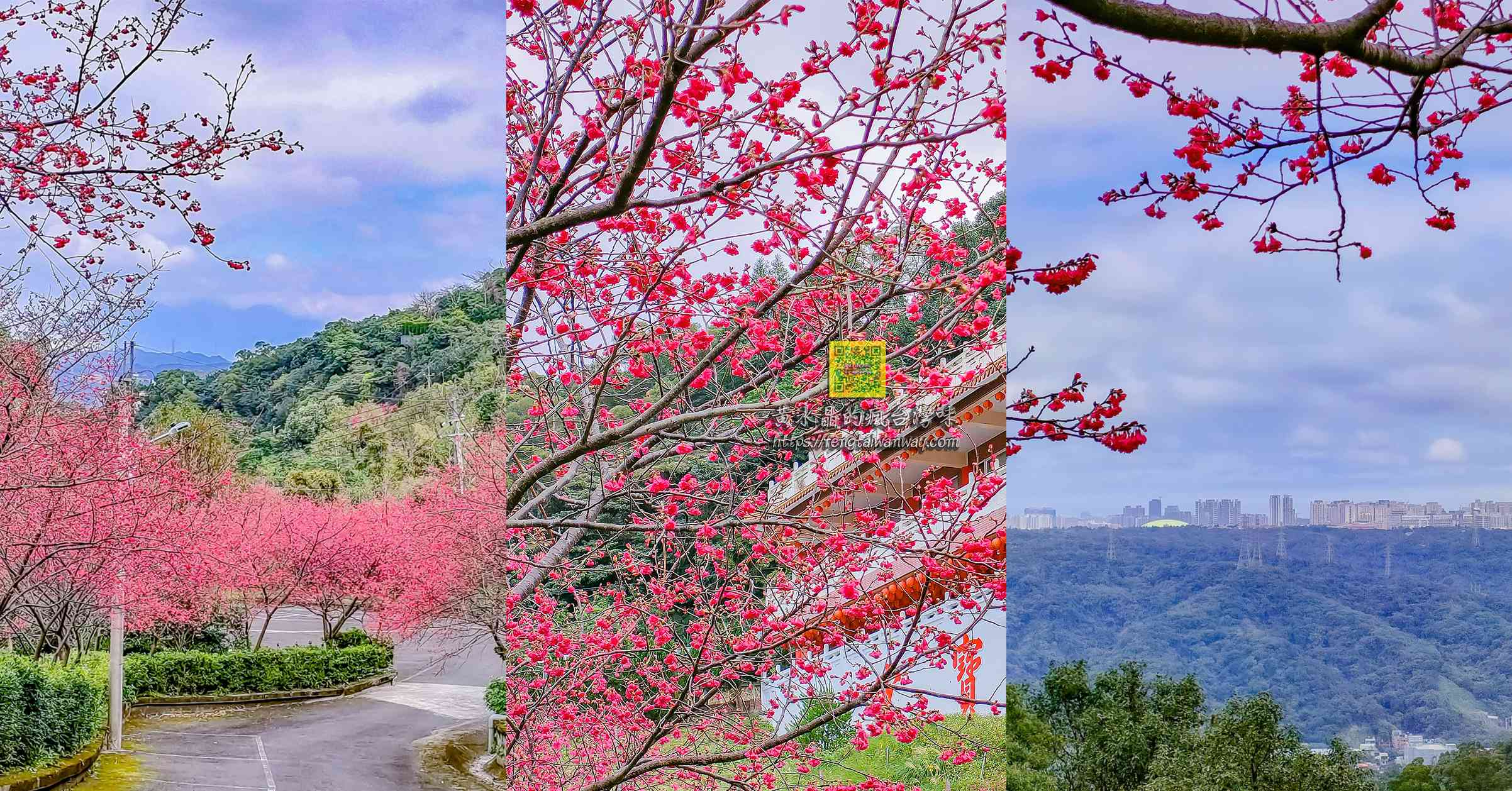 元德寶宮【桃園景點】｜離市區最近半山腰上可以免費停車的賞櫻秘境