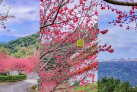 元德寶宮【桃園景點】｜可以免費停車的龜山賞櫻神秘秘境
