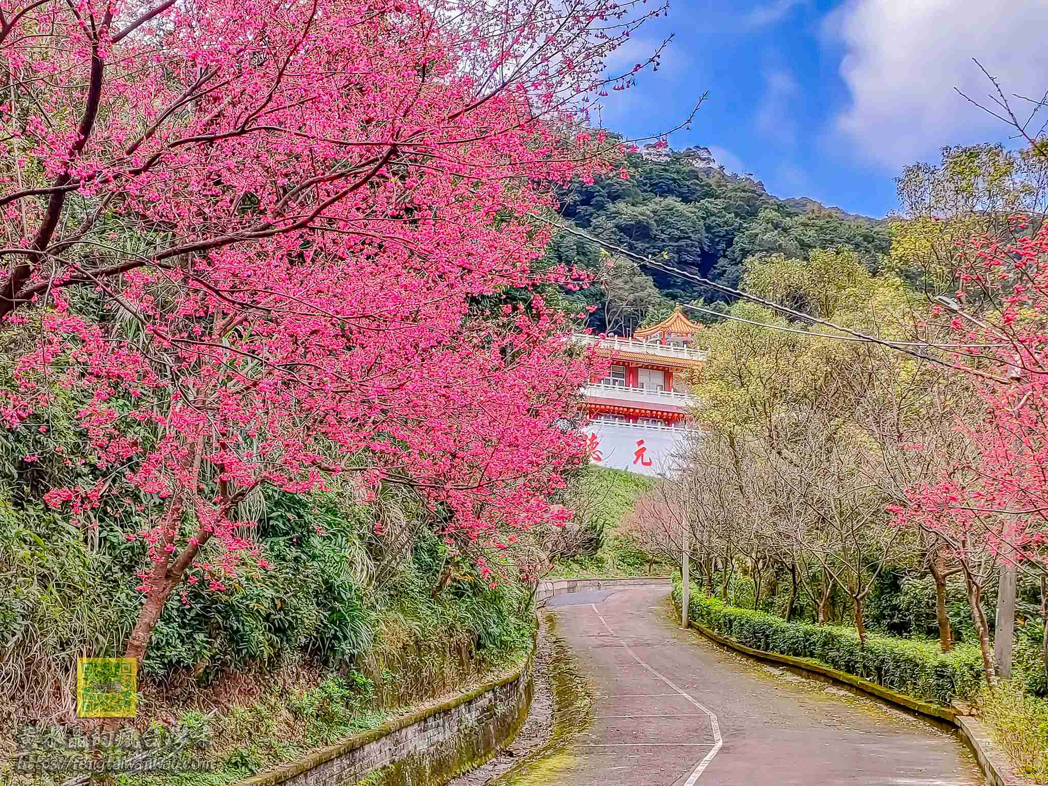 元德寶宮【桃園景點】｜離市區最近半山腰上可以免費停車的賞櫻秘境