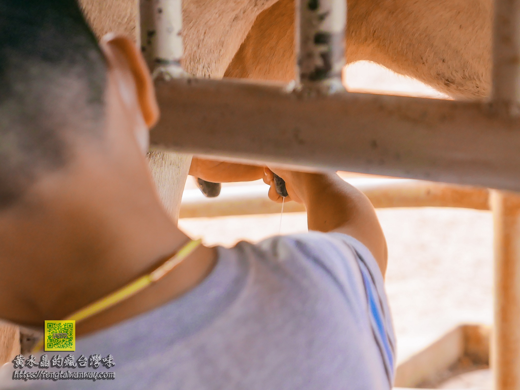 埔心牧場【桃園景點】｜賽豬賽羊可愛羊駝水豚可以親手擠牛奶的楊梅必訪親子旅遊景點