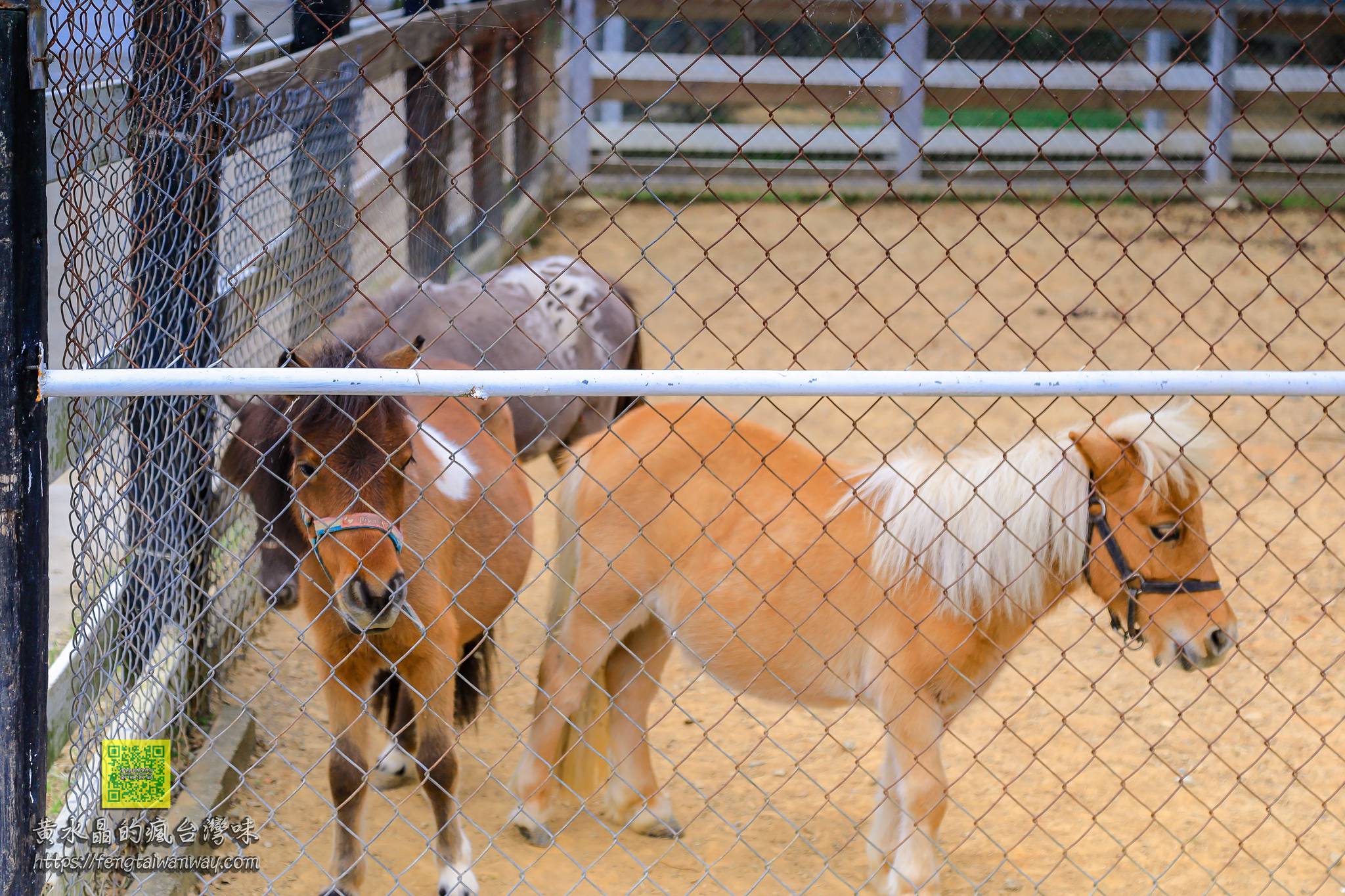 台東初鹿牧場｜體驗農場親密接觸動物的療癒身心親子之旅