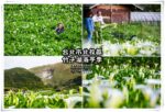 2023竹子湖海芋季【北投景點】|陽明山必遊幸福感十足的網美景點 @黃水晶的瘋台灣味