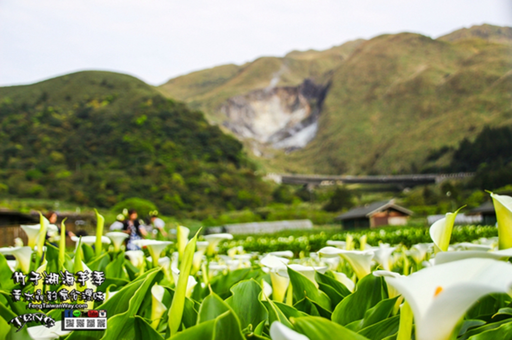 2023竹子湖海芋季【台北景點】|陽明山必遊幸福感十足的網美景點