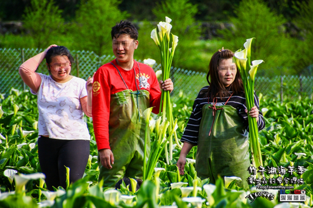 2023竹子湖海芋季【台北景點】|陽明山必遊幸福感十足的網美景點