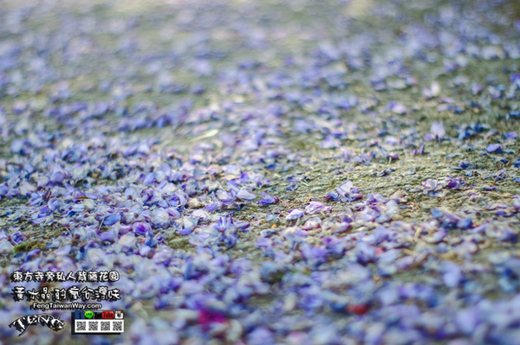 紫藤花臘肉之家【台北陽明山景點】|距離東方寺50公尺的紫藤花私人秘境