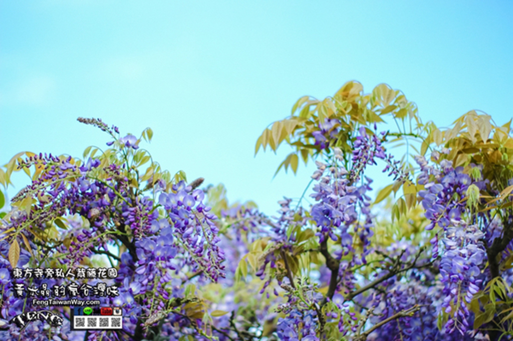 紫藤花臘肉之家【台北陽明山景點】|距離東方寺50公尺的紫藤花私人秘境