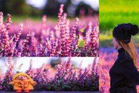 2023桃園仙草嘉年華【楊梅景點】|展場時間/展區地圖/好康活動/交通接駁車停車