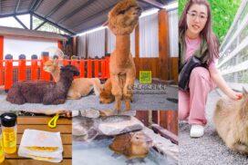 張美阿嬤農場｜宜蘭網美景點｜宜蘭親子景點｜三星親子景點｜宜蘭動物景點｜草泥馬｜水豚君｜柯爾鴨｜梅花鹿｜袋鼠｜和服體驗｜宜蘭美食