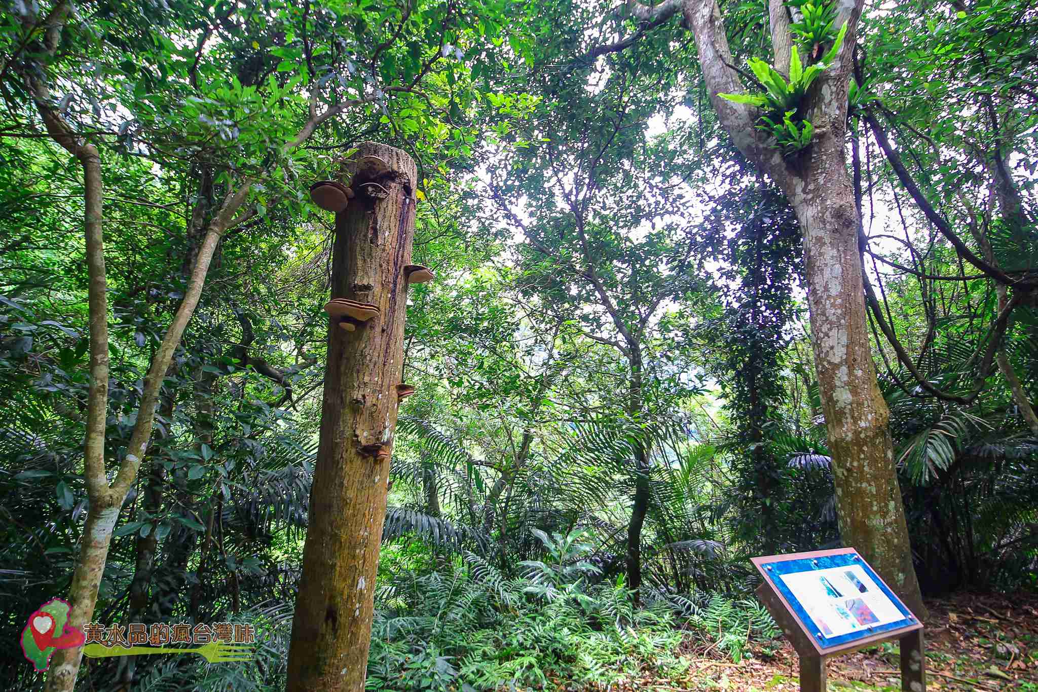 後慈湖｜大溪景點｜桃園景點｜大溪秘境｜桃園秘境｜兩蔣文化園區｜慈湖陵寢｜慈湖秘境｜桃園網美景點｜大溪網美景點｜螢火蟲