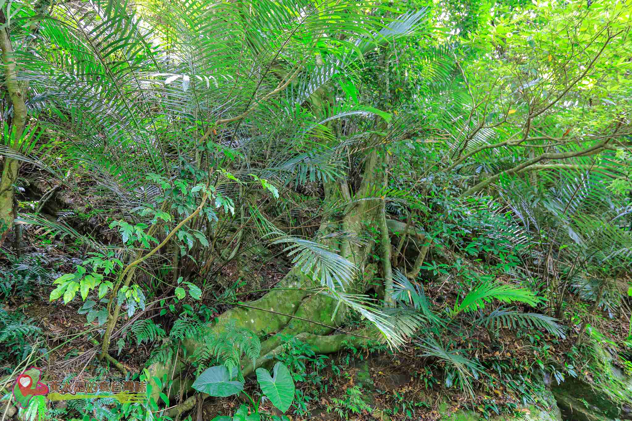 後慈湖｜大溪景點｜桃園景點｜大溪秘境｜桃園秘境｜兩蔣文化園區｜慈湖陵寢｜慈湖秘境｜桃園網美景點｜大溪網美景點｜螢火蟲