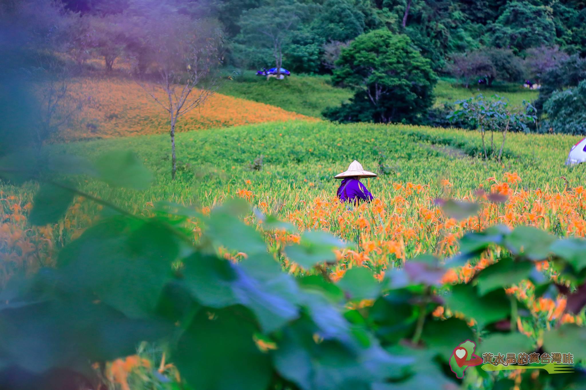 赤科山林家園休閒農場【花蓮景點】｜網美必遊金針花海農家樂