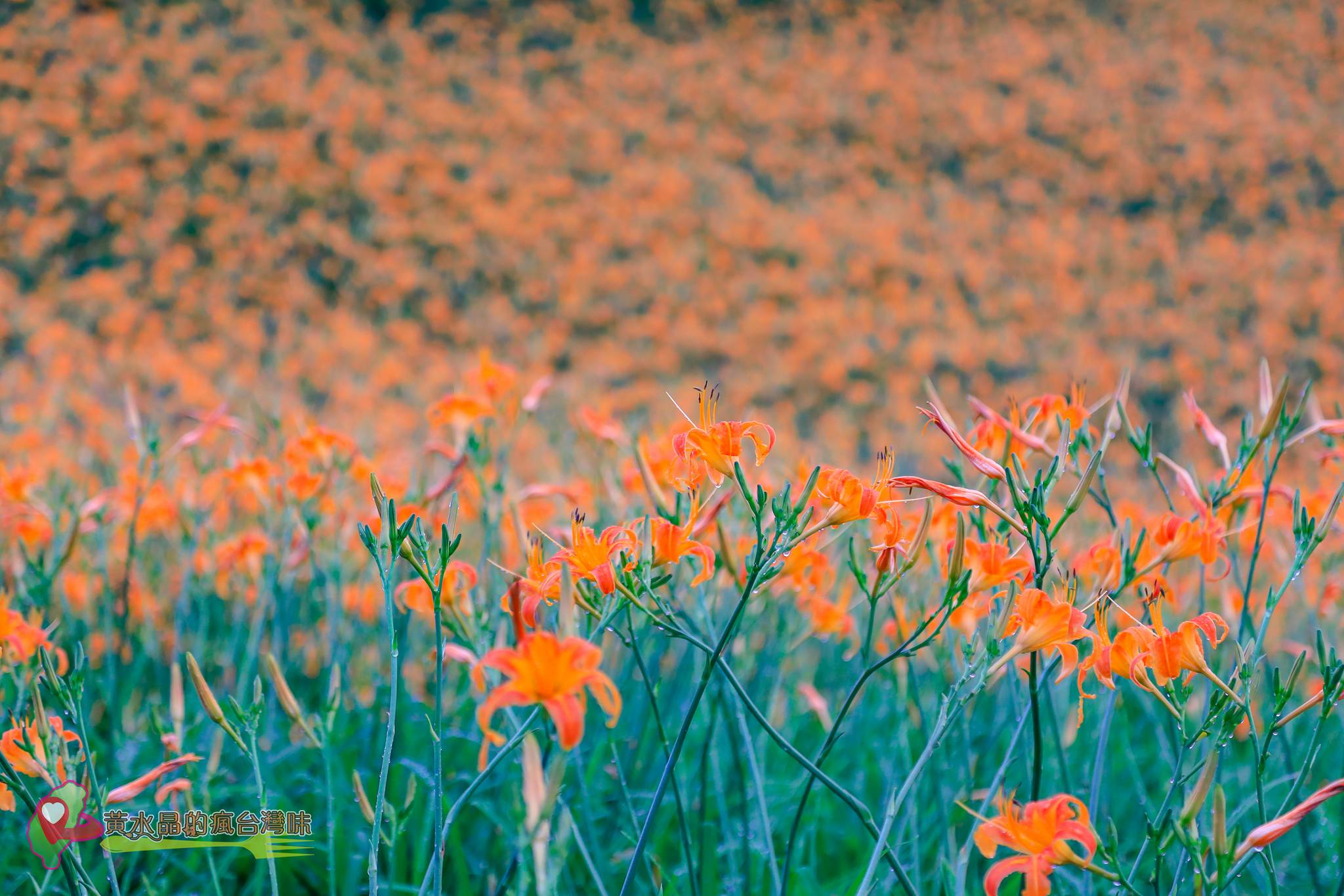 赤科山林家園休閒農場【花蓮景點】｜網美必遊金針花海農家樂