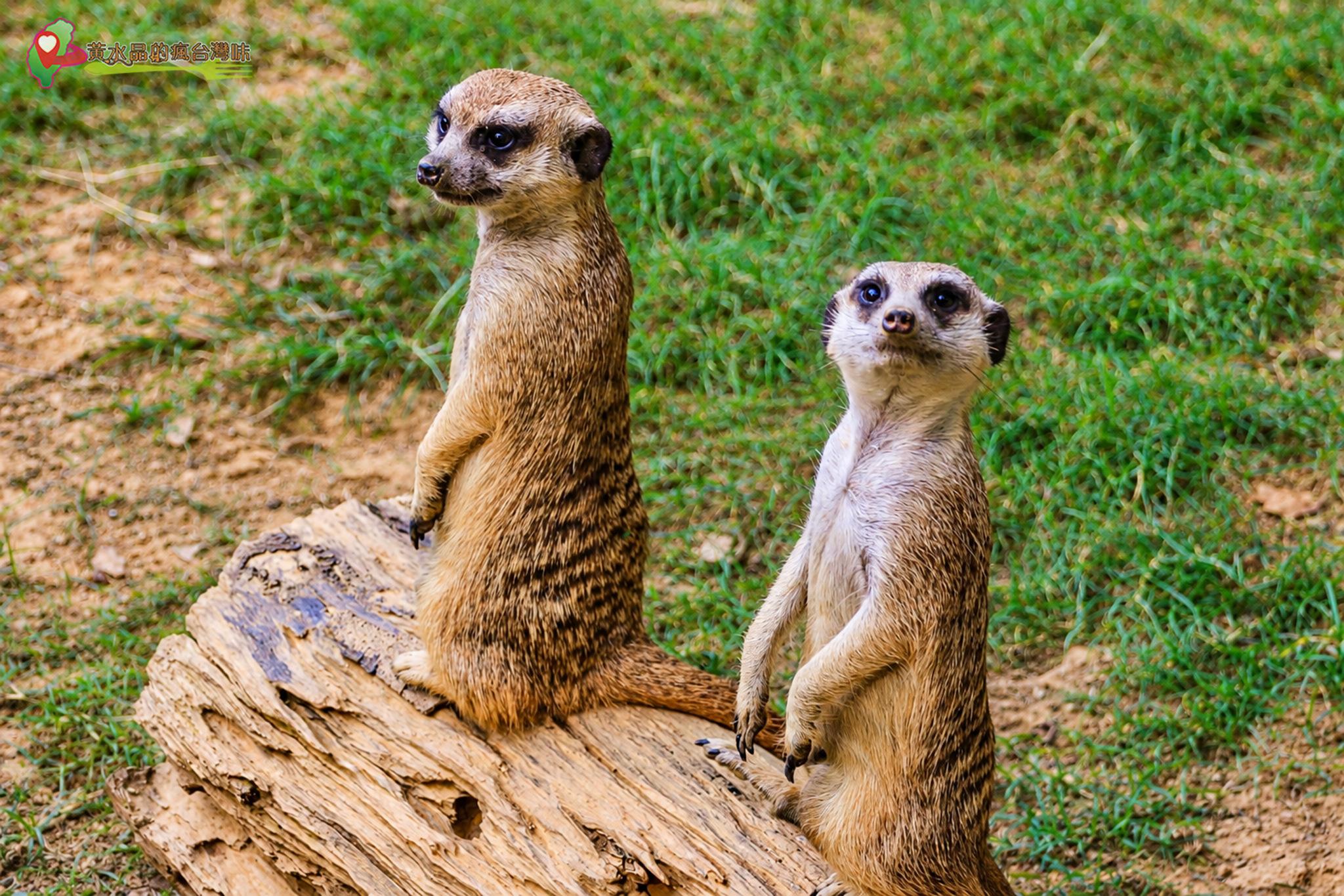 六福村動物園｜狐獴家族