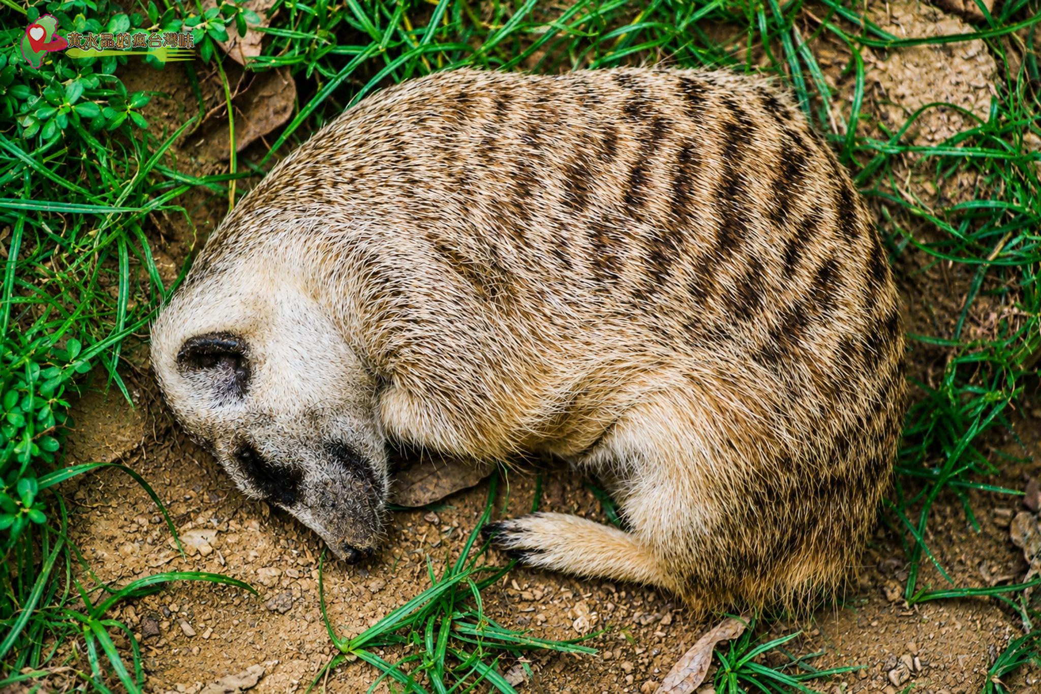 六福村動物園｜狐獴家族