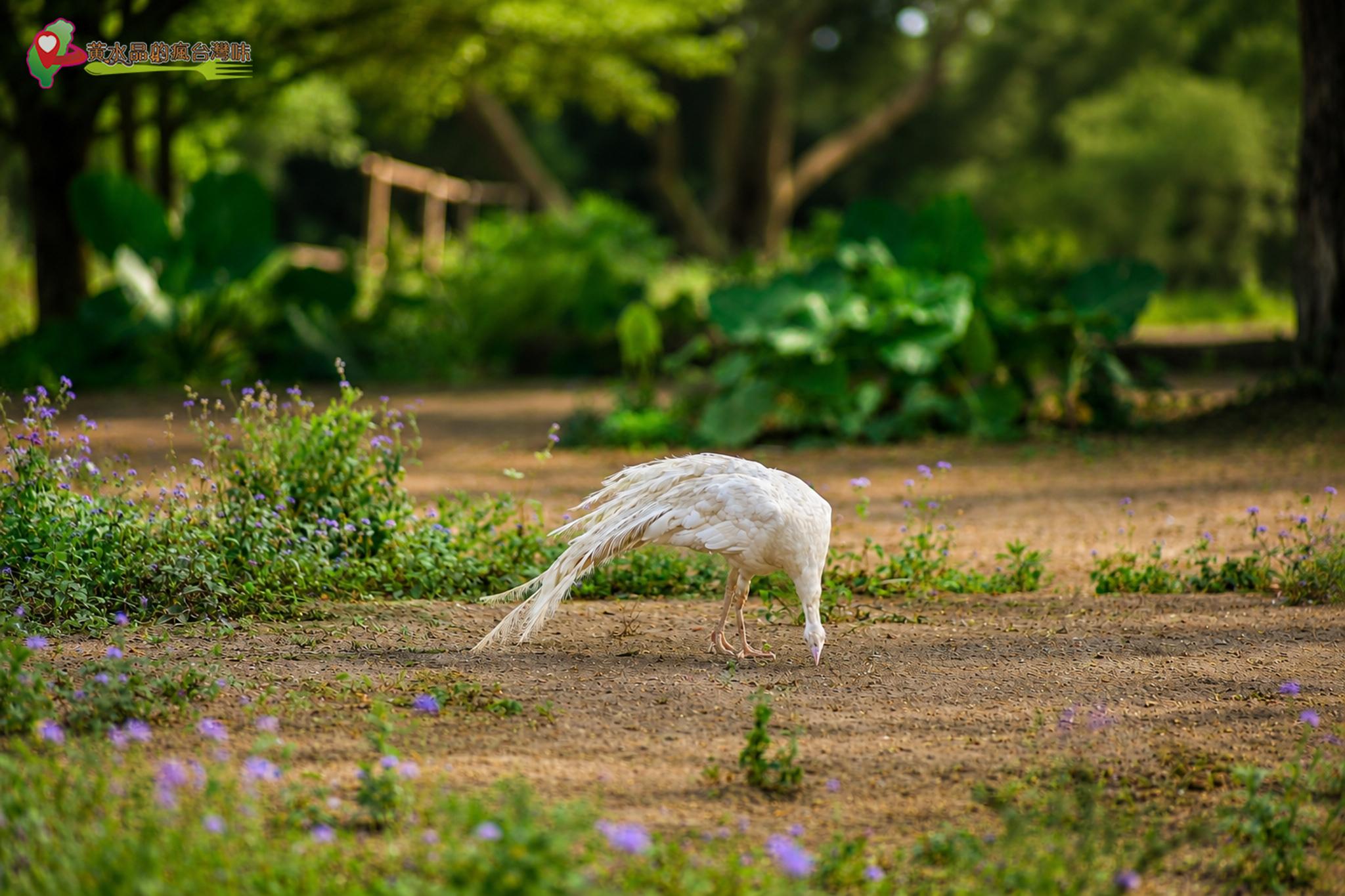 六福村動物園｜孔雀