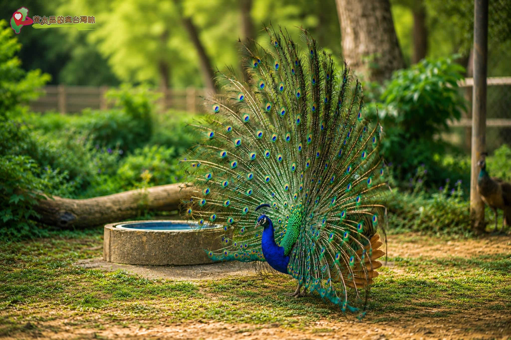 六福村動物園｜孔雀