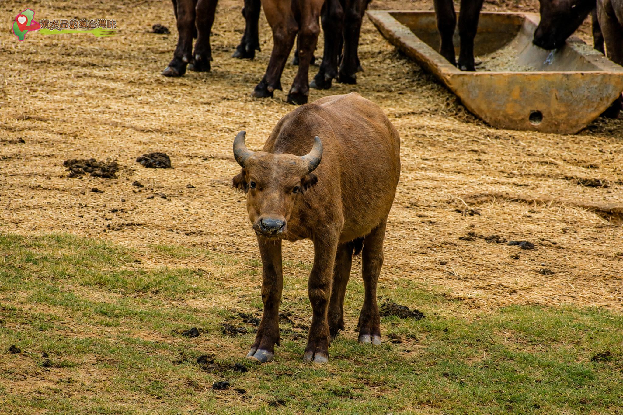 六福村動物園｜牛區