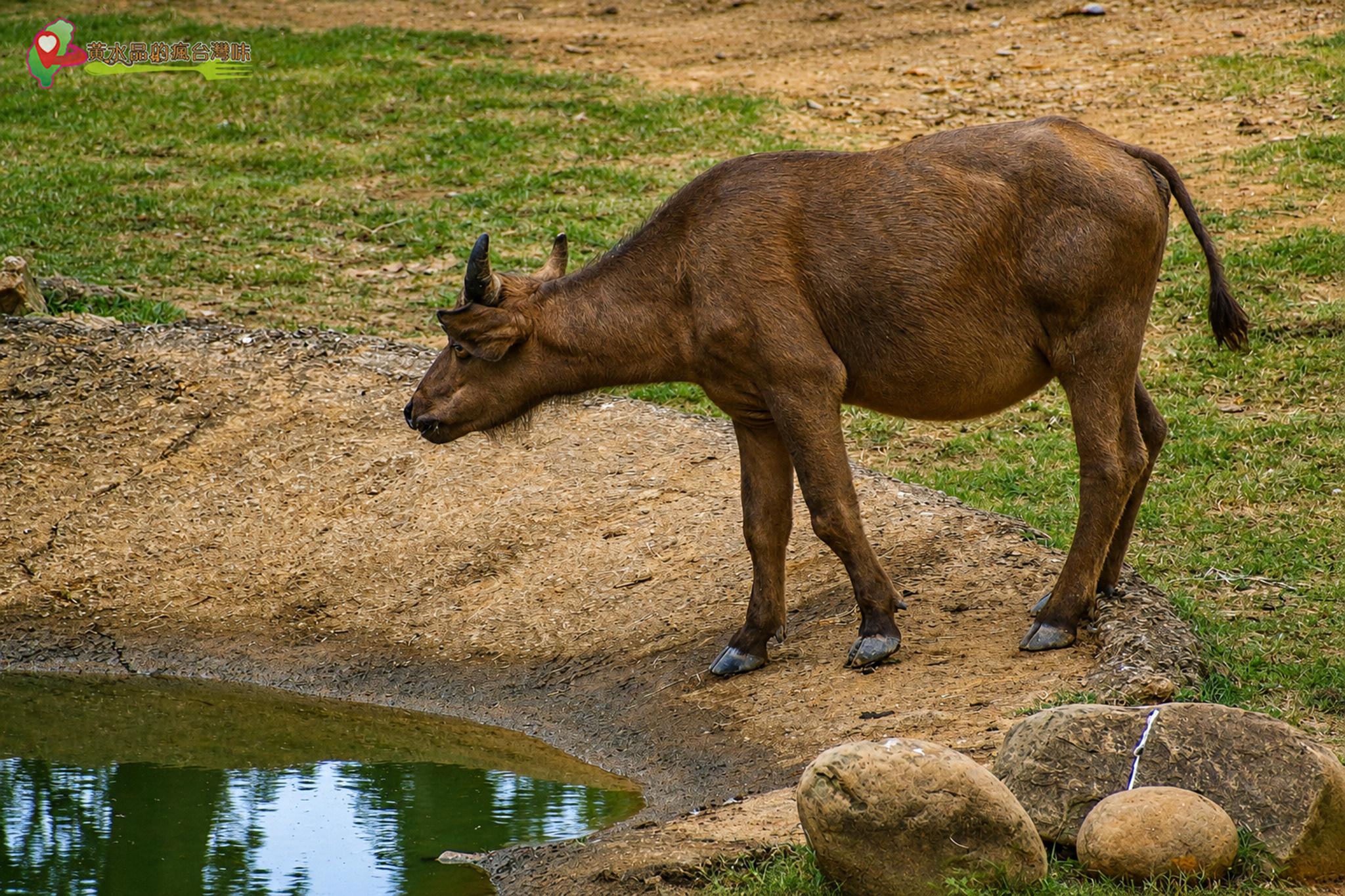 六福村動物園｜牛區