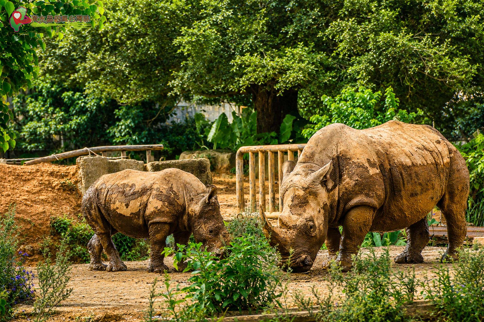六福村動物園｜白犀牛