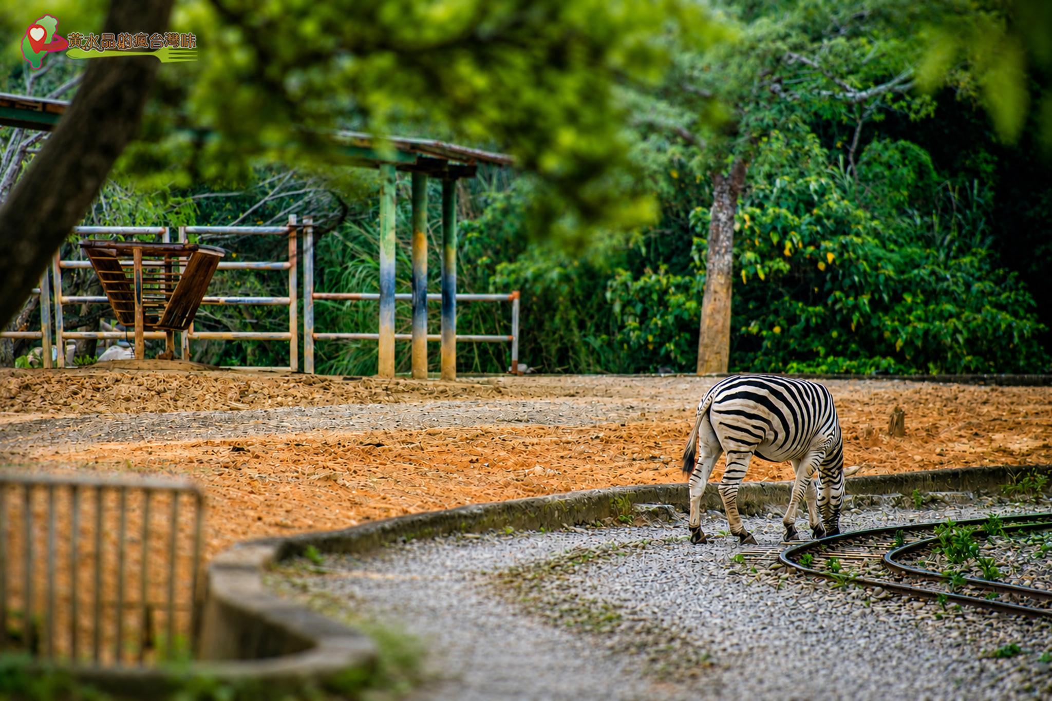 六福村動物園｜斑馬