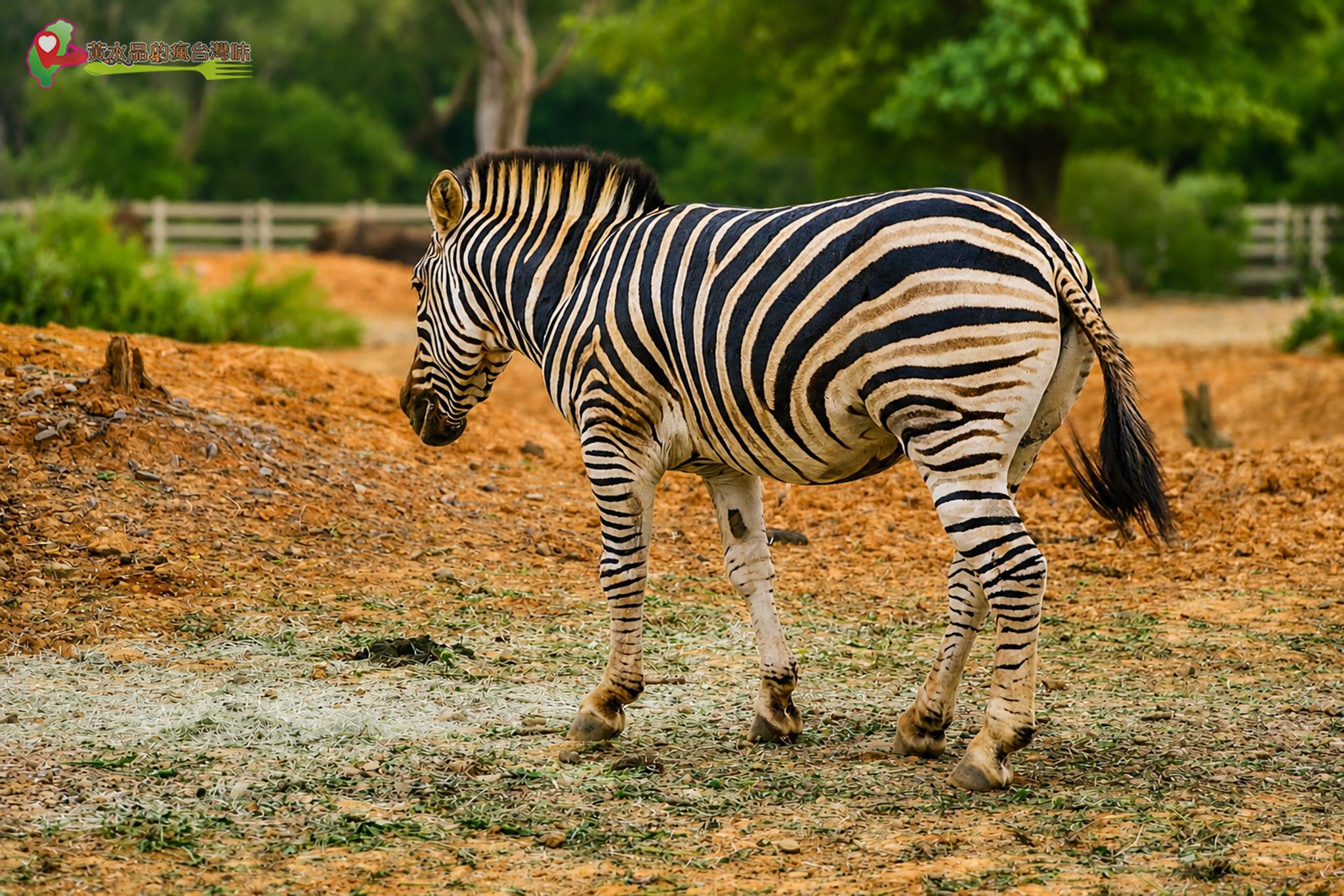 六福村動物園｜斑馬