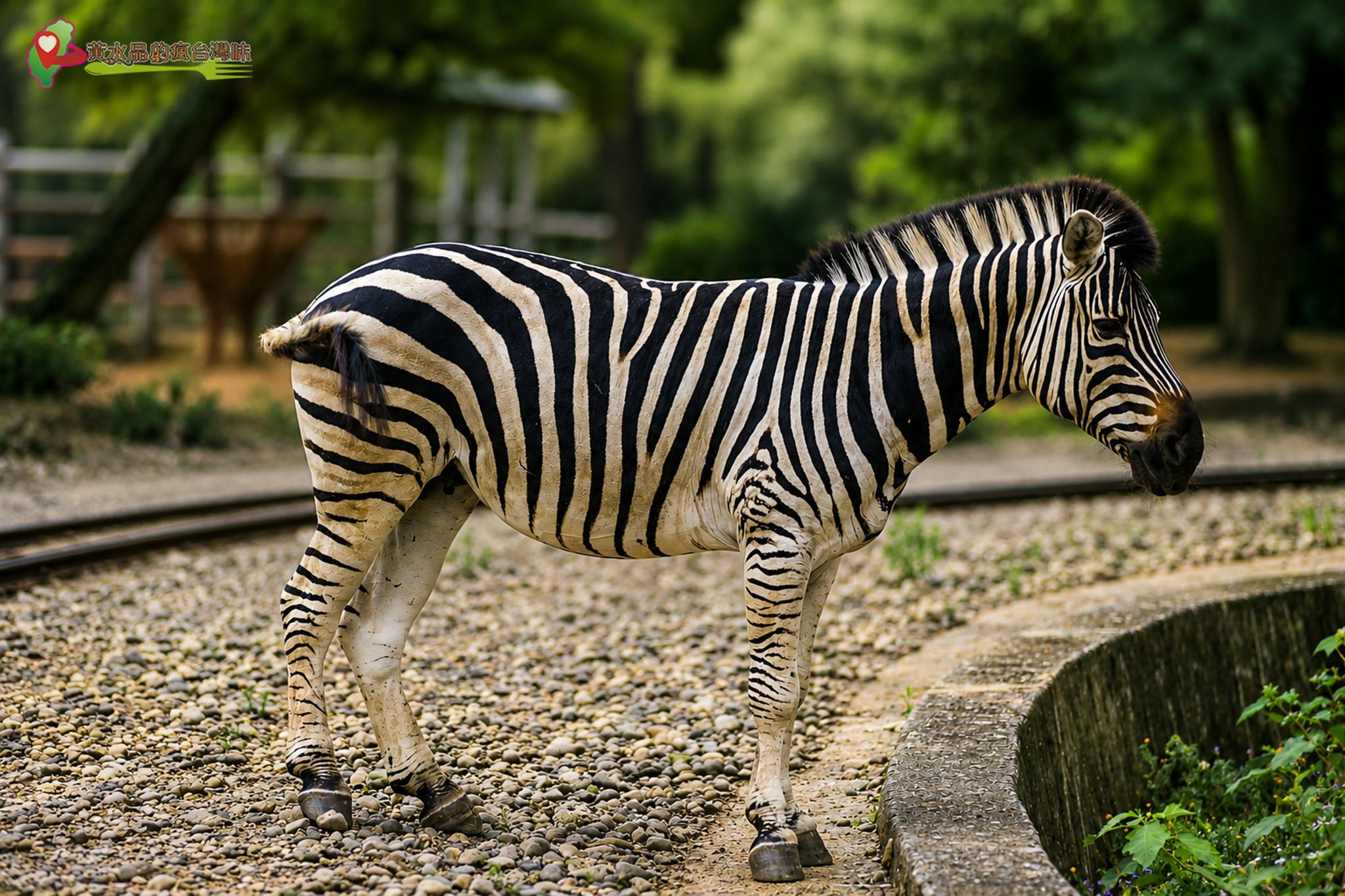 六福村動物園｜斑馬
