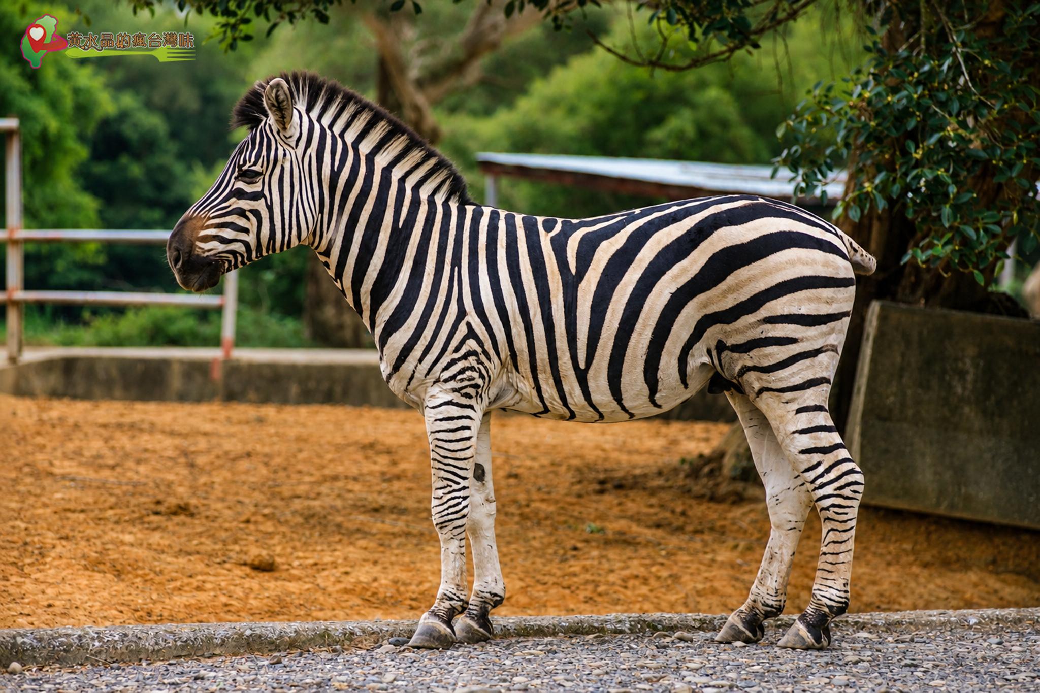 六福村動物園｜斑馬