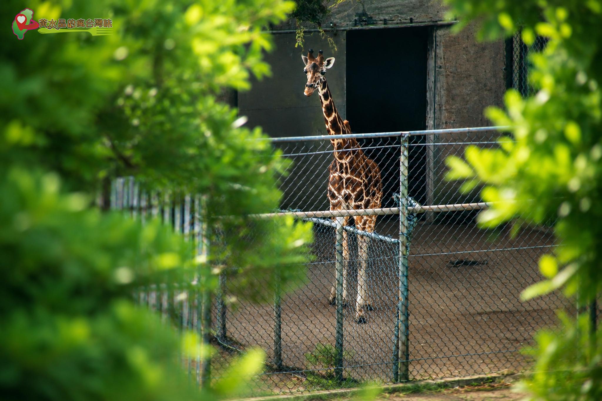 六福村動物園｜長頸鹿
