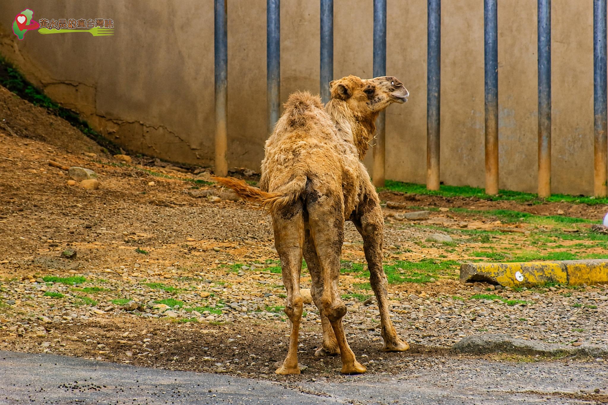 六福村動物園｜駱駝