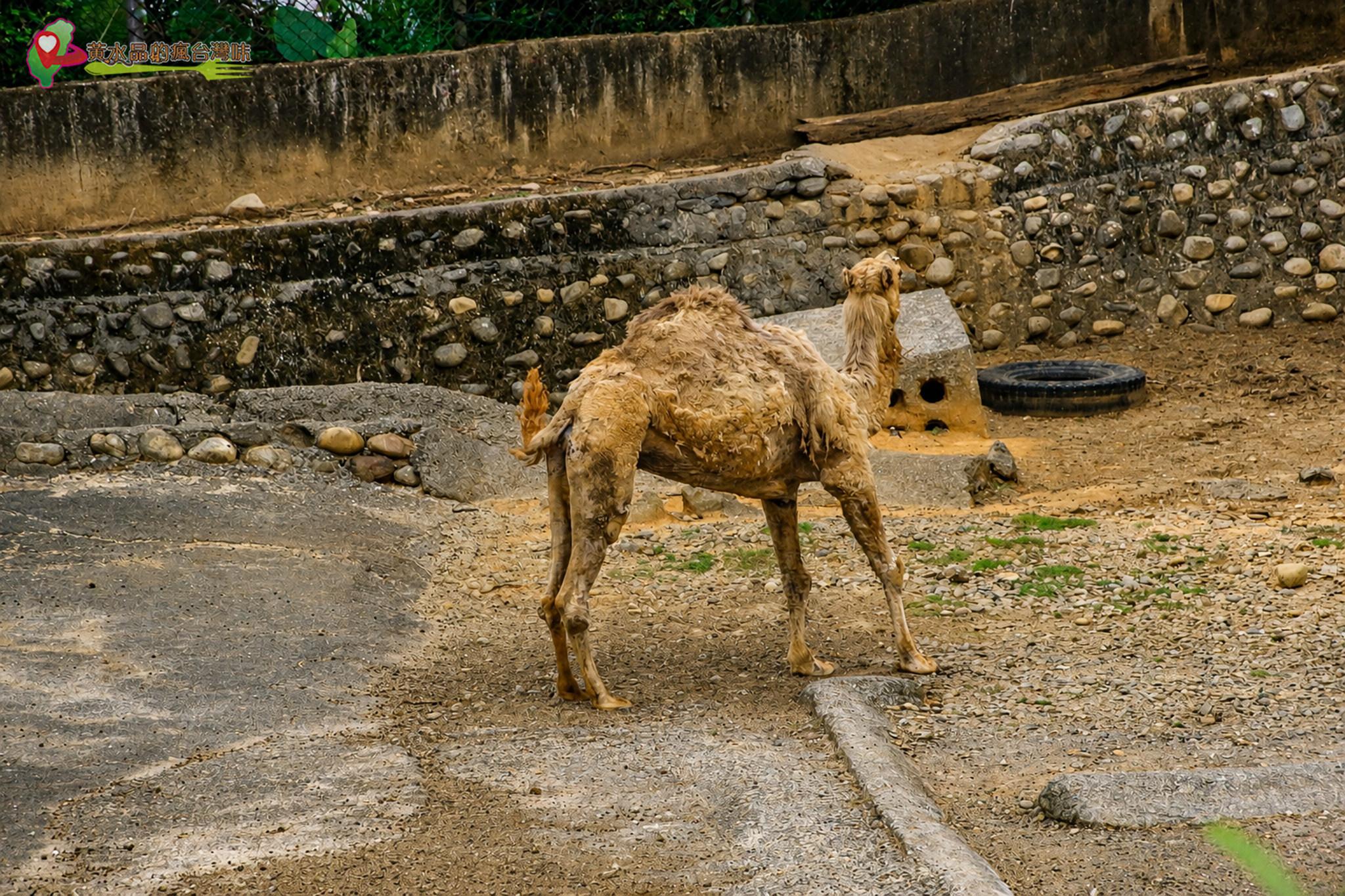 六福村動物園｜駱駝