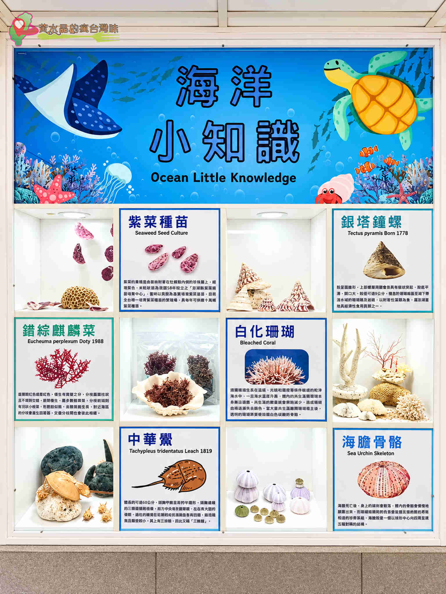 澎湖縣水產種苗繁殖場|海洋小知识 澎湖縣水產種苗繁殖場|海洋小知识