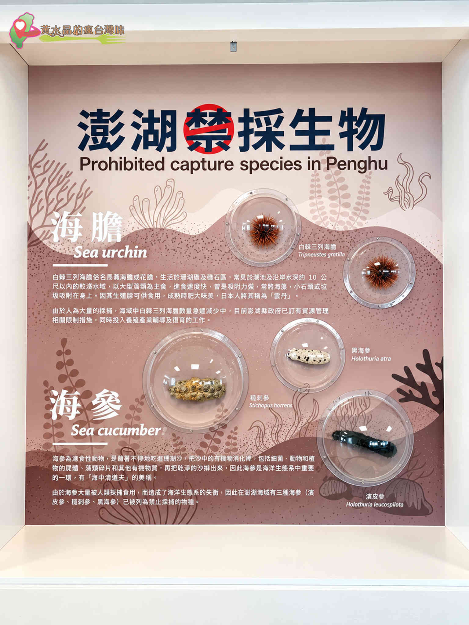 澎湖縣水產種苗繁殖場|澎湖禁采生物 澎湖縣水產種苗繁殖場|澎湖禁采生物