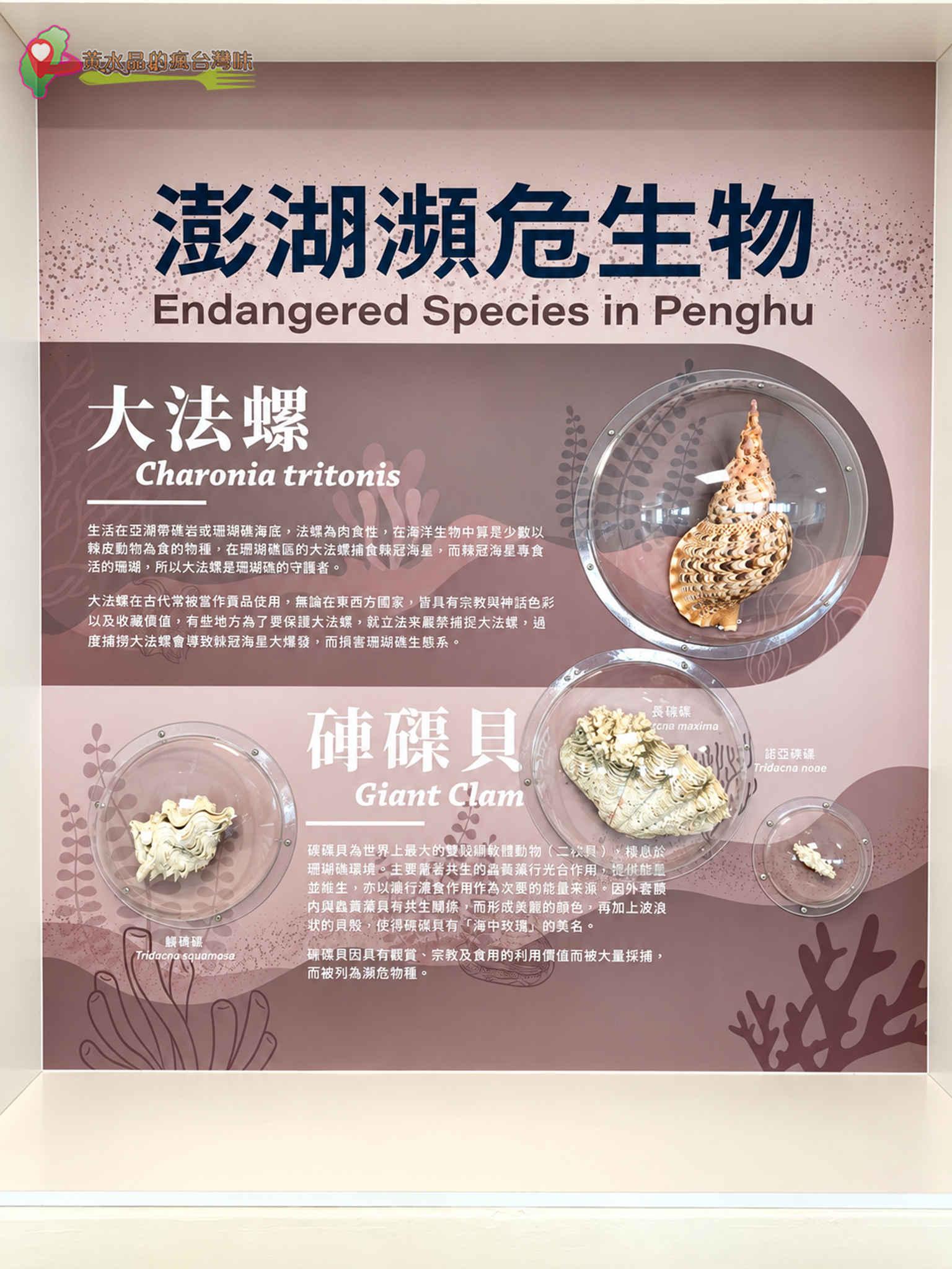 澎湖縣水產種苗繁殖場|澎湖濒危生物 澎湖縣水產種苗繁殖場|澎湖濒危生物