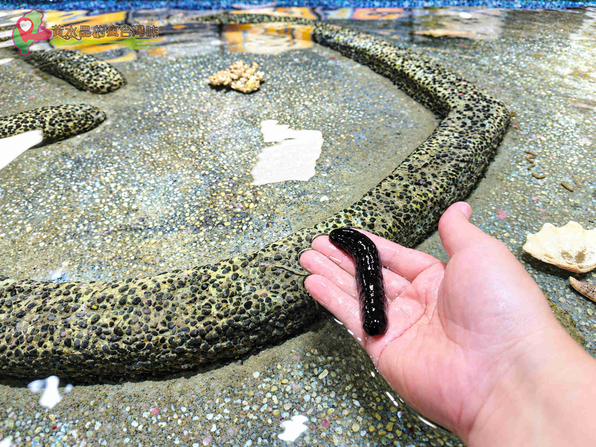 澎湖縣水產種苗繁殖場|觸摸體驗 澎湖縣水產種苗繁殖場|觸摸體驗