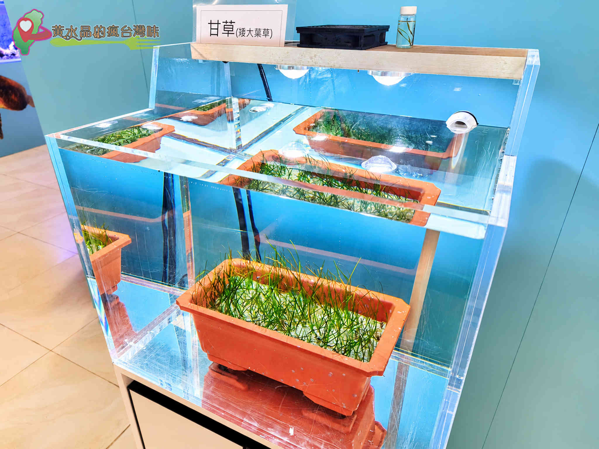 澎湖縣水產種苗繁殖場|水生植物復育 澎湖縣水產種苗繁殖場|水生植物復育
