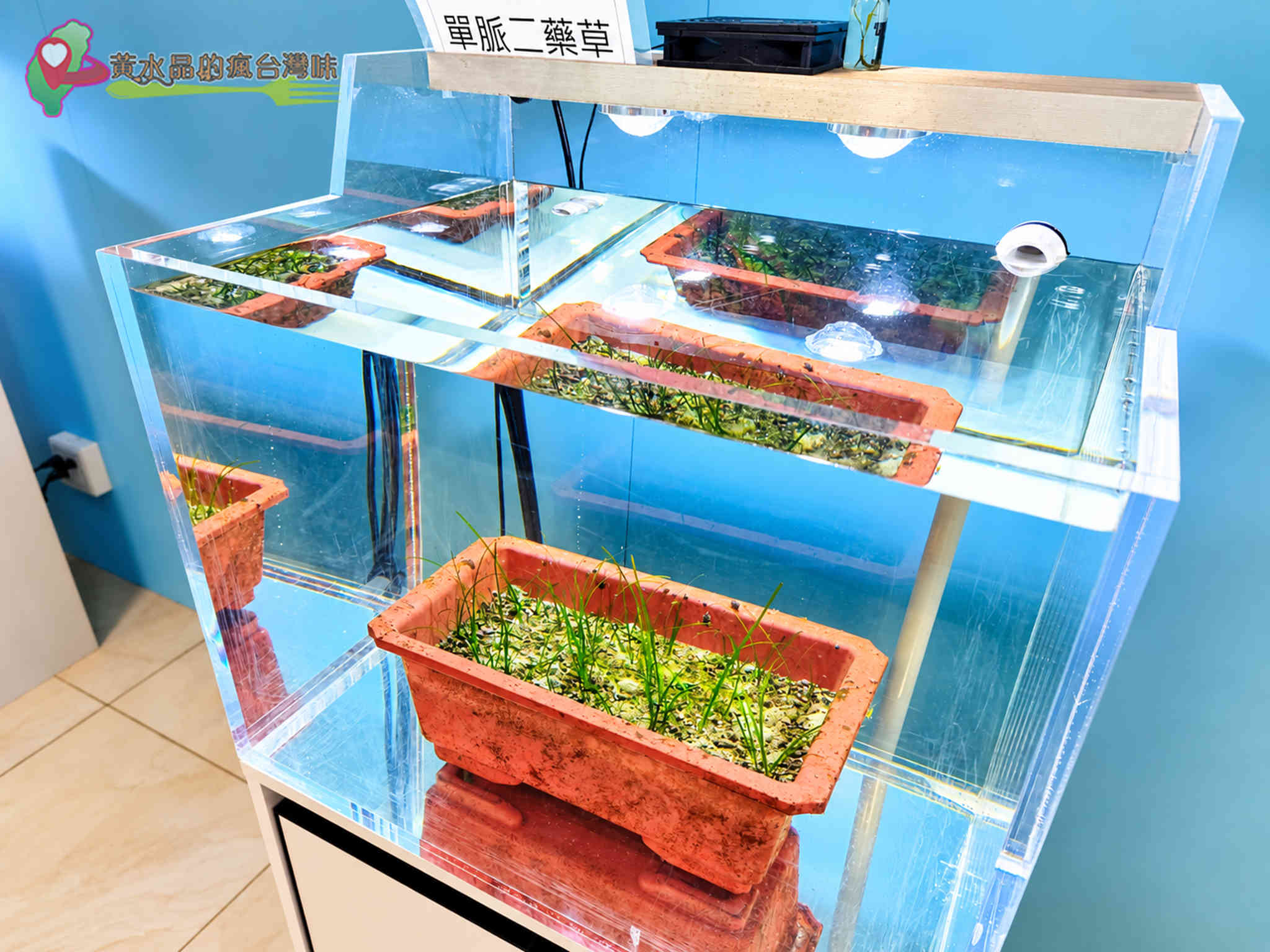 澎湖縣水產種苗繁殖場|水生植物復育 澎湖縣水產種苗繁殖場|水生植物復育